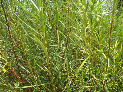 Saliguera  (Salix eleagnos).