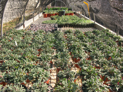 Cultiu de varietats de Limonium.