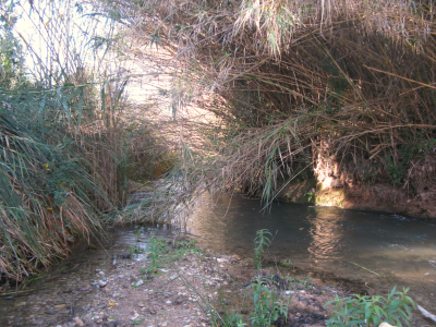 Canya comuna (Arundo donax).