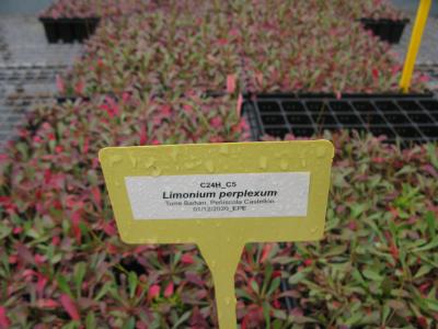 Cultiu de Limonium perplexum als vivers del CIEF.