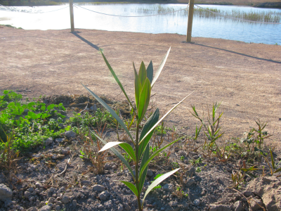 Baladre (Nerium oleander).