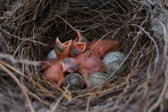 Foto: Grupo de crialos en nido de urracas. Autor: Asociación de Amigos del Valle de l'Avaiol