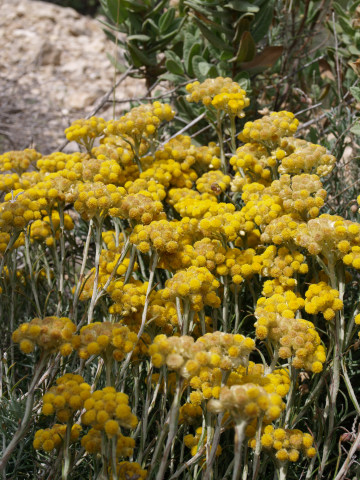 Foto: Helichrysum stoechas (siempreviva). Autor: Ramón García Pereira