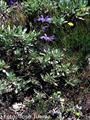 Salvia blancoana mariolensis