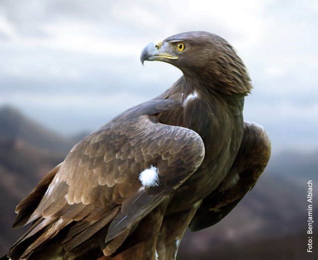 Àguila reial (foto: Benjamín Albiach)